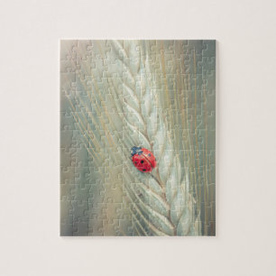 Puzzle Coccinelle