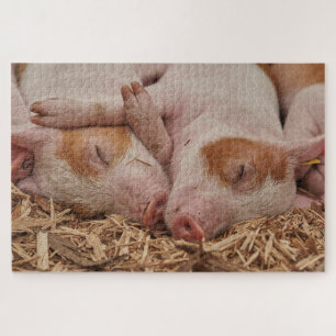 Puzzle Cochons mignons