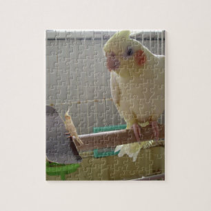 Puzzle Cockatiel Fun