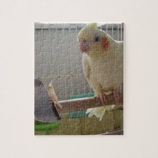 Puzzle Cockatiel Fun