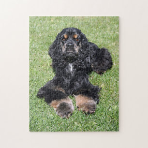 Puzzle Cocker Spaniel Photo