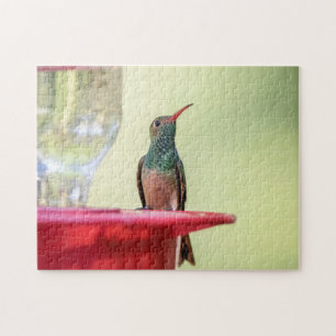 Puzzle Colibri à ventre cassé au Texas
