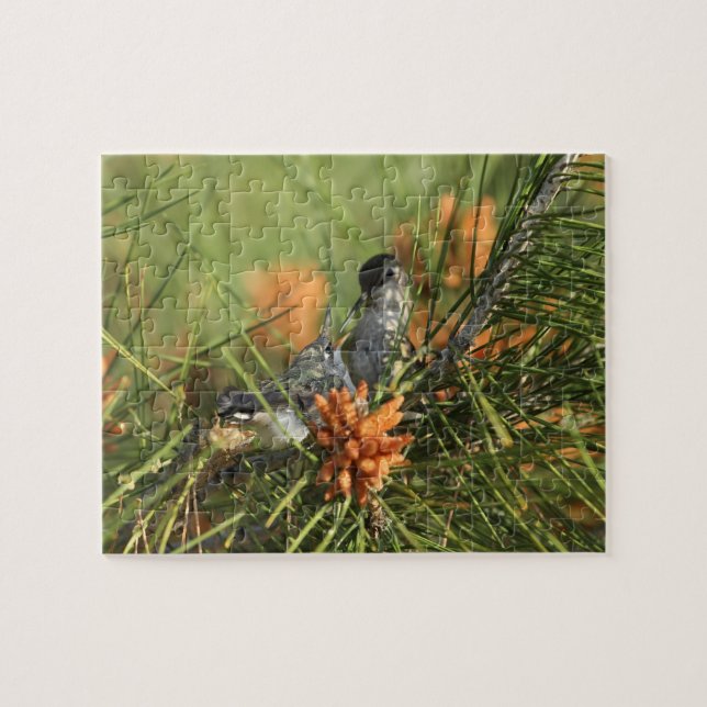 Puzzle Colibri de bébé étant Fed par la mère (Horizontal)