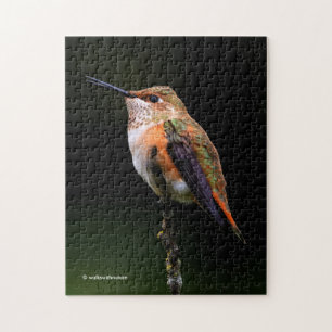 Puzzle Colibri roux mignon sur arbre fruitier