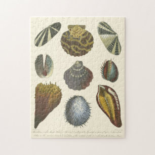 Puzzle Collection Conchology