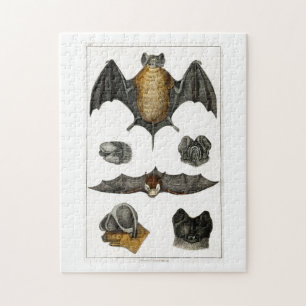 Puzzle Collection de différentes chauves-souris