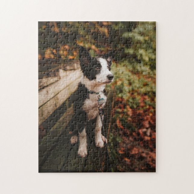 Puzzle Collie frontalière noire et blanche sur le banc du (Vertical)