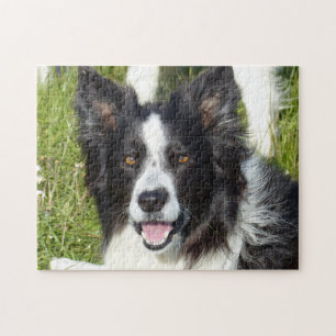 Puzzle Collie frontière noire et blanche