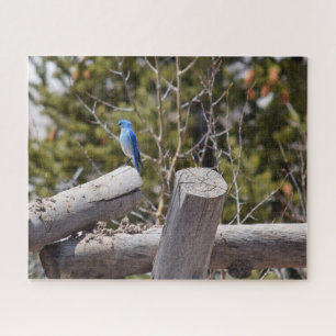 Puzzle Colorado Mountain Bluebird - 16x20 - 520 pcs