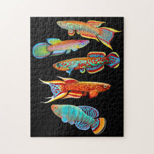 Puzzle coloré de Killifish d'aquarium