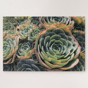 Puzzle Colorée verte Echeveria Imbricata Succulent