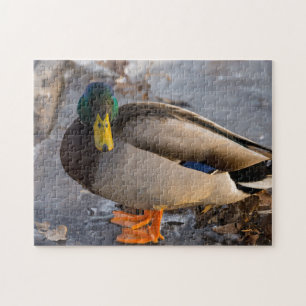 Puzzle Colvert sur glace