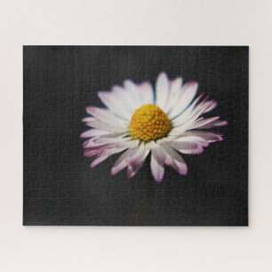 Puzzle Commune Daisy 16x20 jpcn 520pc