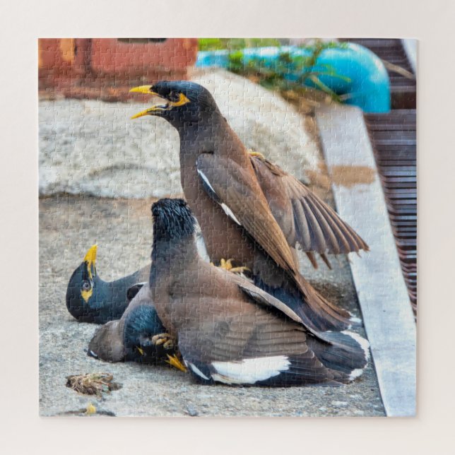 Puzzle Commune myna (Vertical)