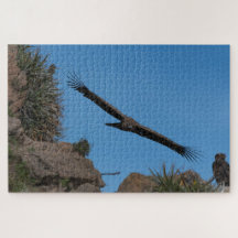 Condor andin à Colca Canyon, Pérou