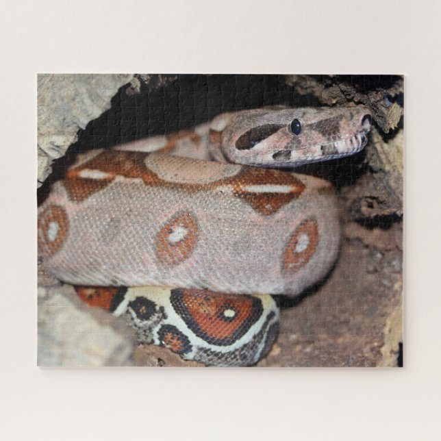 Puzzle Constricteur de la queue rouge (Horizontal)
