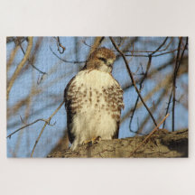 Cooper's Hawk
