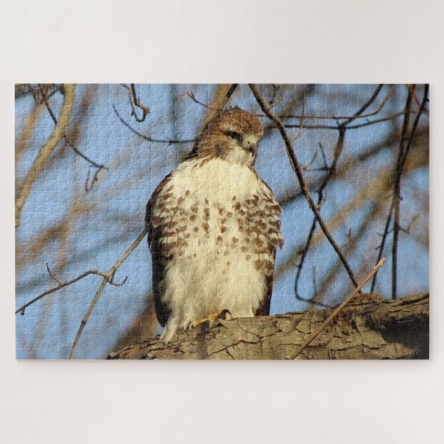 Puzzle Cooper's Hawk (Horizontal)