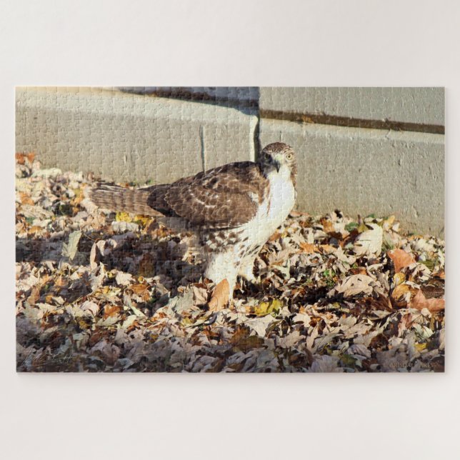 Puzzle Cooper's Hawk (Horizontal)
