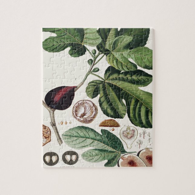 Puzzle Copie botanique de figues vintages (Vertical)