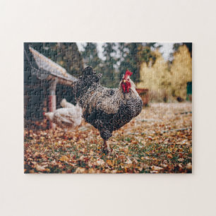 Puzzle Coq noir et blanc avec deux poules dans la nature