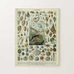 Puzzle Coques marines vintages par Adolphe Millot