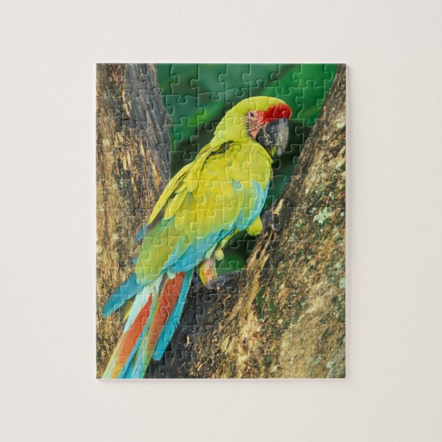 Puzzle Costa Rica, Ara Ambigua, Great Green Macaw. (Vertical)