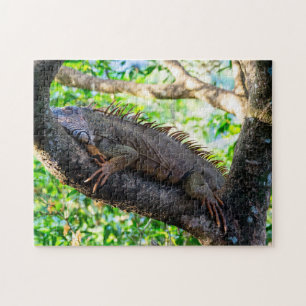 Puzzle Costa Rica, Muelle - Lazy Iguana reposant dans un 