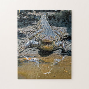 Puzzle Costa Rica, Tortuguero - Crocodile agressif