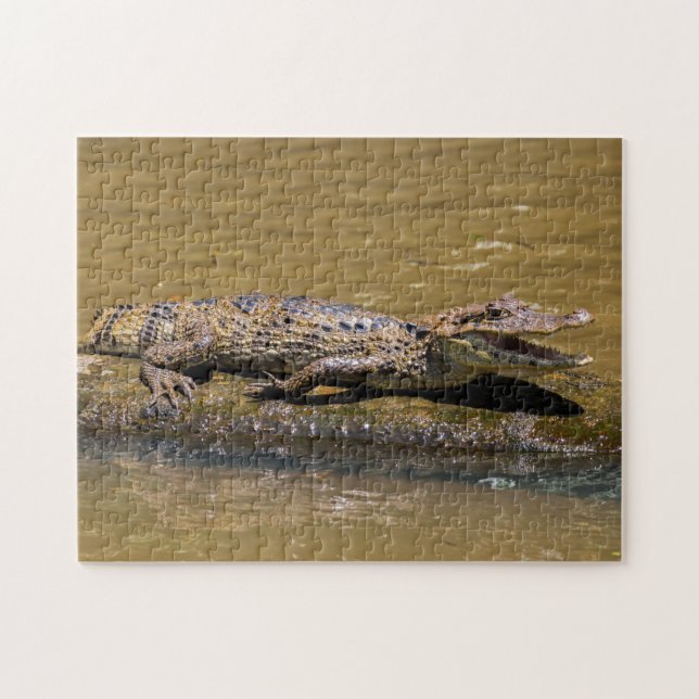 Puzzle Costa Rica, Tortuguero - Crocodile mouillant (Horizontal)