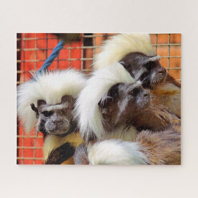 PUZZLE COTON - TOP TAMARIN SINGES (Horizontal)