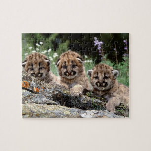 Puzzle Cougar Cubs