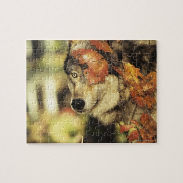 Puzzle Couleur d'automne de loup (lupus de Canis) | (Horizontal)