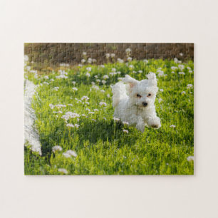 Puzzle Coup De Chiot Maltais Mignonne