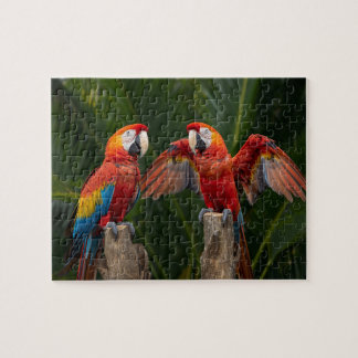 Puzzle Couple de aras carminés tropicaux vibrants