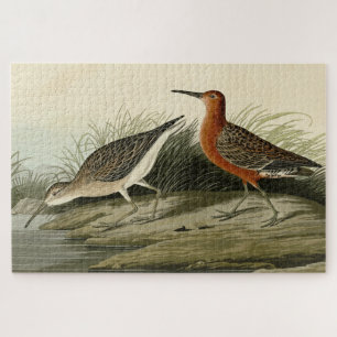 Puzzle Courlis de porc (Sandpiper) Audubon Birds of Ameri