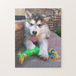 Puzzle Coute Alaskan Malamute photo de la fermeture de la