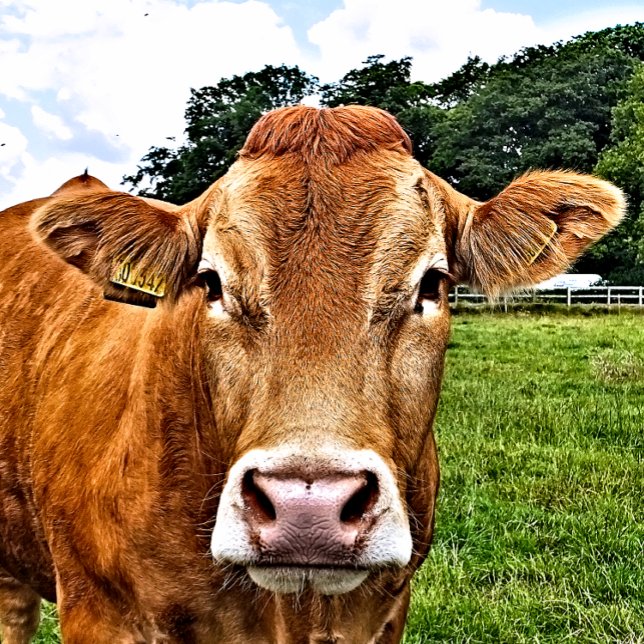 Puzzle COW Cute (A photographic design of a cute cow.)