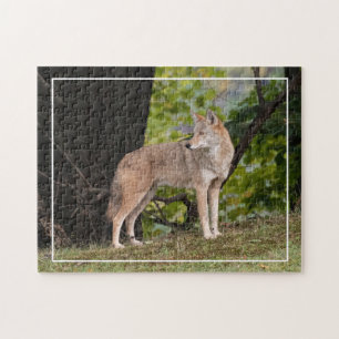 Puzzle Coyote Pretty 
