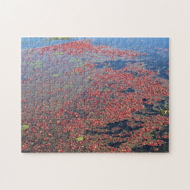 Puzzle Cranberry Farm, Long Beach, Washington (Horizontal)