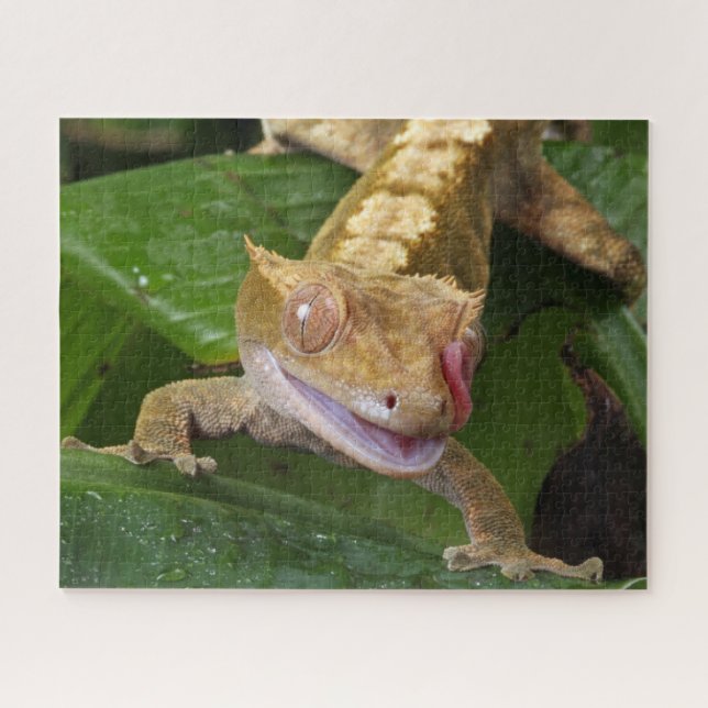 Puzzle Crested Gecko (Horizontal)