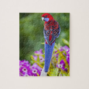 Puzzle Crimson Rosella & fond d'orchidées Lamington