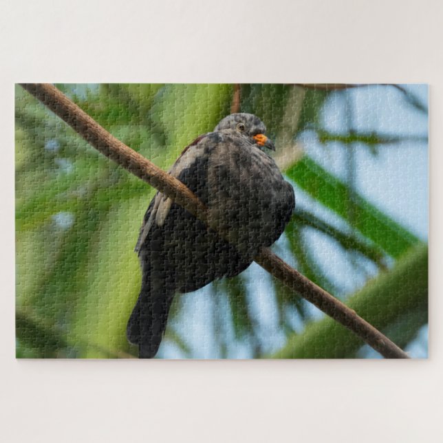 Puzzle Croaking Ground Dove (Horizontal)