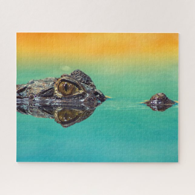 Puzzle Crocodile bébé vert dans l'eau avec bleu et orange (Horizontal)
