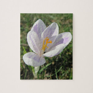 Puzzle crocus, printemps, fleur, nature, violet, fleur,