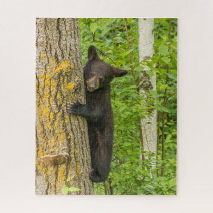 Puzzle Cube d'ours noir   Minnesota