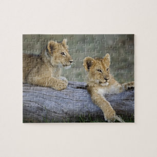 Puzzle Cubes de lion sur le journal