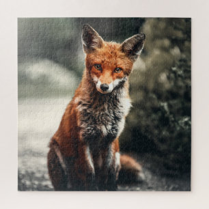 Puzzle Curieux Big Red et White Fox assis dans la nature