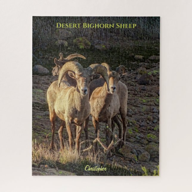 Puzzle Curieux Bighorn Mouton Ram Et Ewes Du Désert (Vertical)