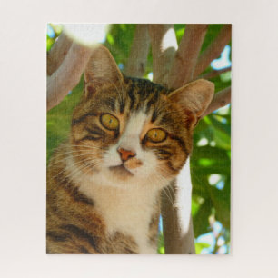 Puzzle Curieux chat